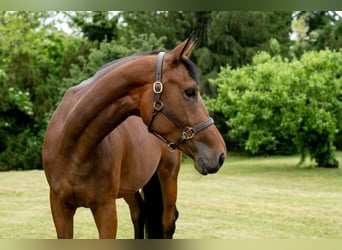 Oldenbourg, Jument, 7 Ans, 180 cm, Bai cerise