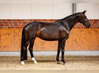 Oldenbourg, Jument, 7 Ans, 182 cm, Bai brun