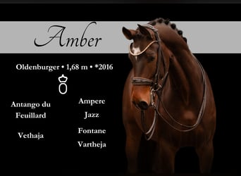 Oldenbourg, Jument, 7 Ans, Bai brun