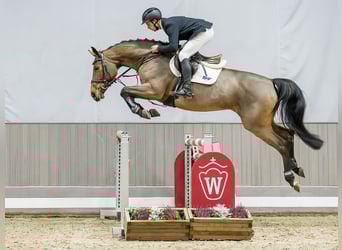 Oldenbourg, Jument, 7 Ans, Bai