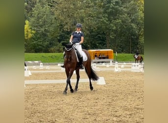 Oldenbourg, Jument, 8 Ans, 160 cm, Bai