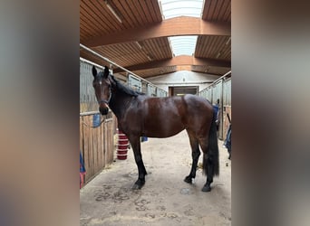 Oldenbourg, Jument, 8 Ans, 160 cm, Bai