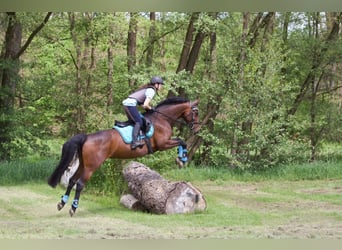Oldenbourg, Jument, 8 Ans, 160 cm, Bai