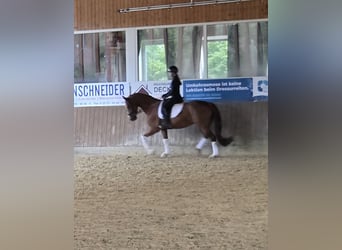 Oldenbourg, Jument, 8 Ans, 161 cm, Alezan brûlé