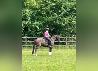 Oldenbourg, Jument, 8 Ans, 162 cm
