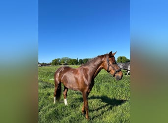 Oldenbourg, Jument, 8 Ans, 163 cm, Alezan brûlé