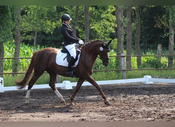 Oldenbourg, Jument, 8 Ans, 163 cm, Alezan brûlé