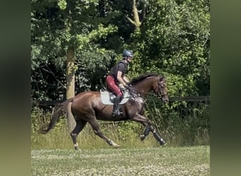 Oldenbourg, Jument, 8 Ans, 164 cm, Alezan