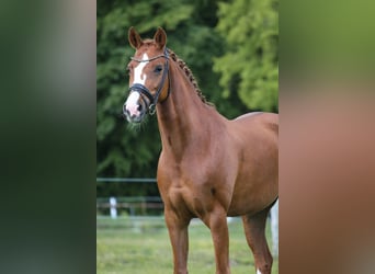 Oldenbourg, Jument, 8 Ans, 164 cm, Alezan