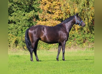 Oldenbourg, Jument, 8 Ans, 164 cm, Bai brun foncé