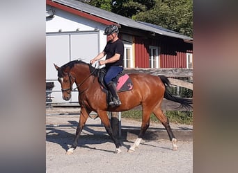 Oldenbourg, Jument, 8 Ans, 164 cm, Bai