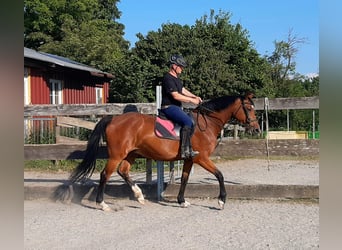 Oldenbourg, Jument, 8 Ans, 164 cm, Bai