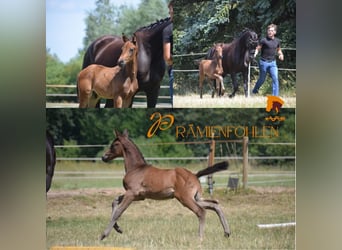 Oldenbourg, Jument, 8 Ans, 164 cm, Noir