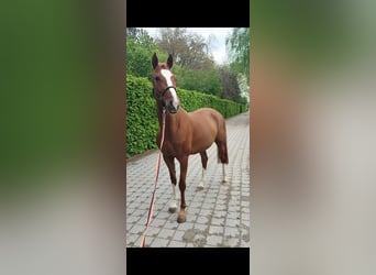 Oldenbourg, Jument, 8 Ans, 165 cm, Alezan