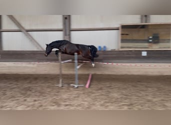 Oldenbourg, Jument, 8 Ans, 165 cm, Bai brun
