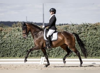 Oldenbourg, Jument, 8 Ans, 165 cm, Bai brun