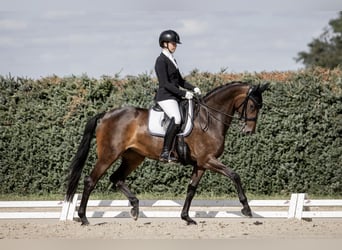 Oldenbourg, Jument, 8 Ans, 165 cm, Bai brun