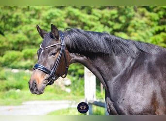 Oldenbourg, Jument, 8 Ans, 165 cm, Bai brun foncé