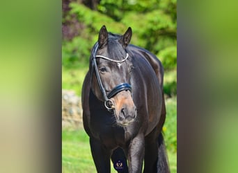 Oldenbourg, Jument, 8 Ans, 165 cm, Bai brun foncé