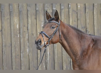Oldenbourg, Jument, 8 Ans, 165 cm, Bai