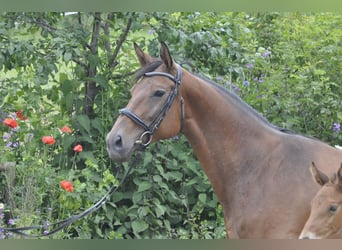 Oldenbourg, Jument, 8 Ans, 165 cm, Bai