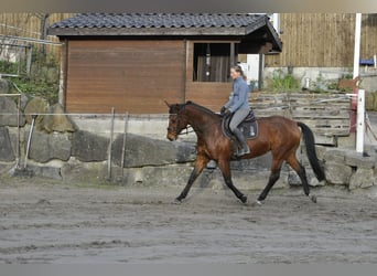 Oldenbourg, Jument, 8 Ans, 165 cm, Bai
