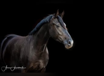 Oldenbourg, Jument, 8 Ans, 165 cm, Noir