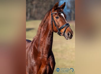 Oldenbourg, Jument, 8 Ans, 166 cm, Alezan brûlé