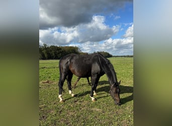 Oldenbourg, Jument, 8 Ans, 166 cm, Alezan brûlé