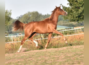 Oldenbourg, Jument, 8 Ans, 166 cm, Alezan brûlé