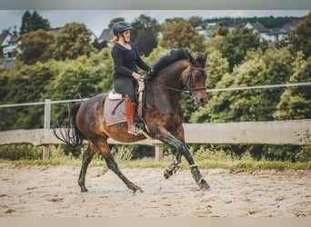 Oldenbourg, Jument, 8 Ans, 166 cm, Bai brun
