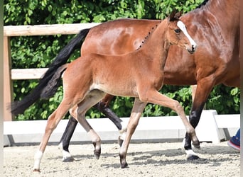 Oldenbourg, Jument, 8 Ans, 166 cm, Bai