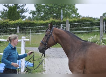 Oldenbourg, Jument, 8 Ans, 166 cm, Bai