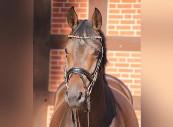 Oldenbourg, Jument, 8 Ans, 167 cm, Bai brun