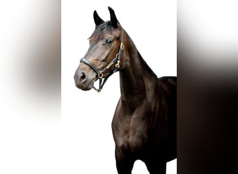 Oldenbourg, Jument, 8 Ans, 167 cm, Bai brun foncé