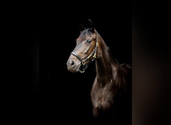 Oldenbourg, Jument, 8 Ans, 167 cm, Bai brun foncé