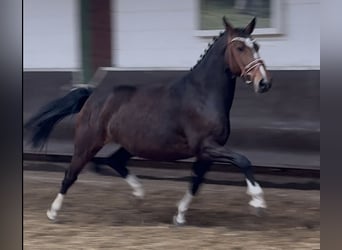 Oldenbourg, Jument, 8 Ans, 167 cm, Bai brun foncé