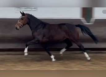 Oldenbourg, Jument, 8 Ans, 167 cm, Bai brun foncé