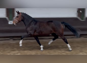 Oldenbourg, Jument, 8 Ans, 167 cm, Bai brun foncé