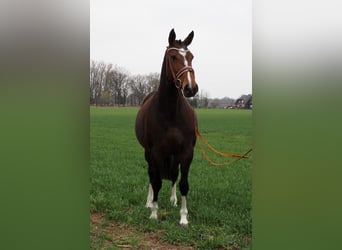 Oldenbourg, Jument, 8 Ans, 167 cm, Bai brun foncé