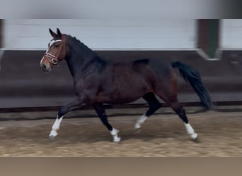 Oldenbourg, Jument, 8 Ans, 167 cm, Bai brun foncé
