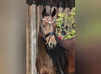 Oldenbourg, Jument, 8 Ans, 167 cm, Bai brun foncé