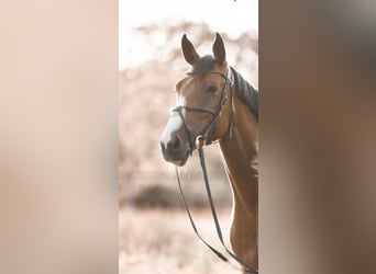 Oldenbourg, Jument, 8 Ans, 167 cm, Bai