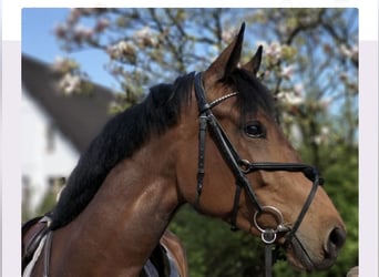 Oldenbourg, Jument, 8 Ans, 167 cm, Bai