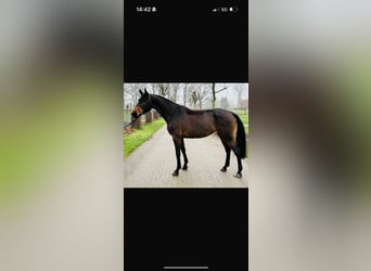Oldenbourg, Jument, 8 Ans, 167 cm, Bai