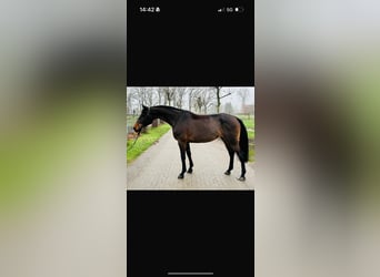 Oldenbourg, Jument, 8 Ans, 167 cm, Bai