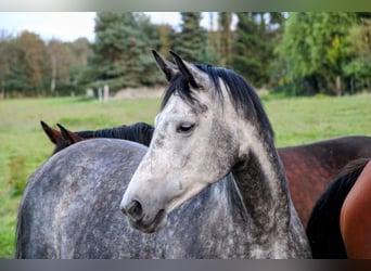 Oldenbourg, Jument, 8 Ans, 167 cm, Gris pommelé