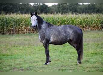 Oldenbourg, Jument, 8 Ans, 167 cm, Gris pommelé