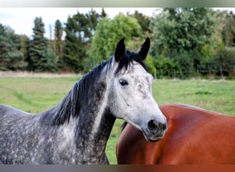 Oldenbourg, Jument, 8 Ans, 167 cm, Gris pommelé