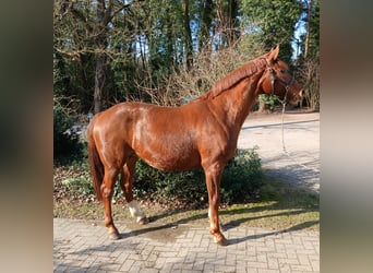 Oldenbourg, Jument, 8 Ans, 168 cm, Alezan